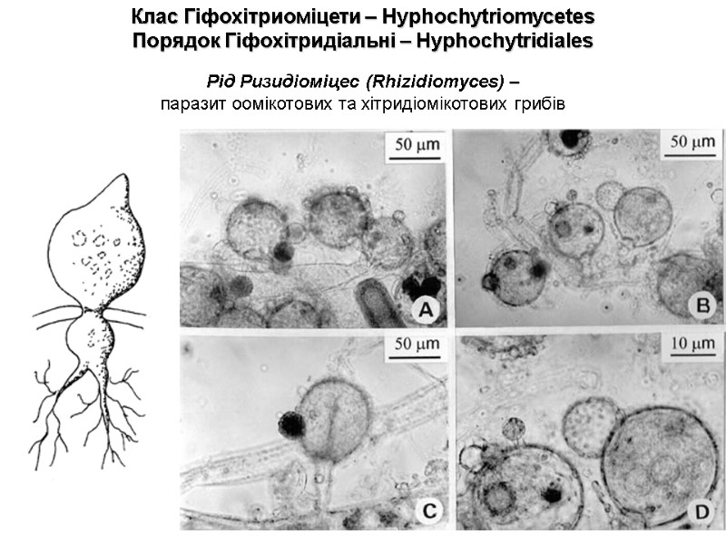 Клас Гіфохітриоміцети – Hyphochytriomycetes  Порядок Гіфохітридіальні – Hyphochytridiales Рід Ризидіоміцес (Rhizidiomyces) – паразит